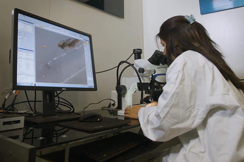 Scientist looking through microscope at barramundi fingerlings